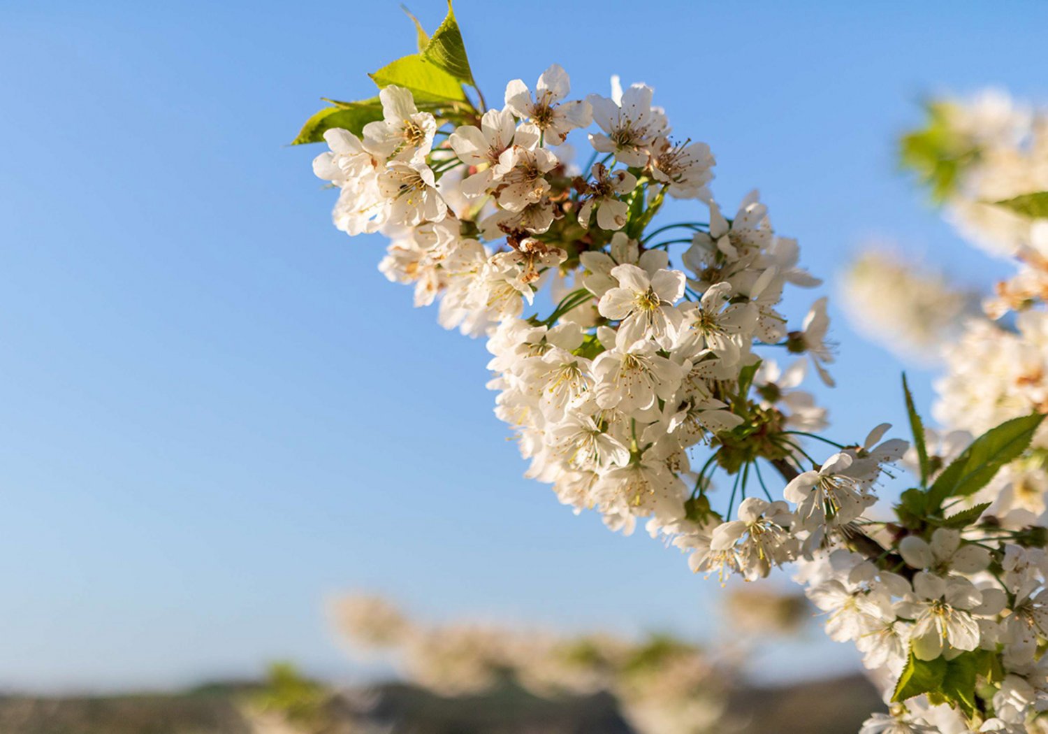 Altenkirchen-Pfalz Kirschblüten