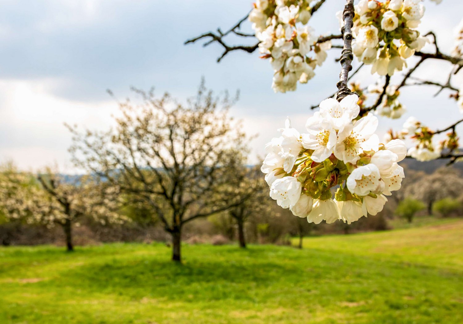 Altenkirchen-Pfalz Kirschblüten