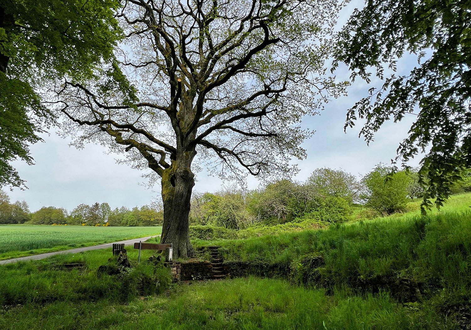 Die „Dicke Eiche“ am Römerbrunnen